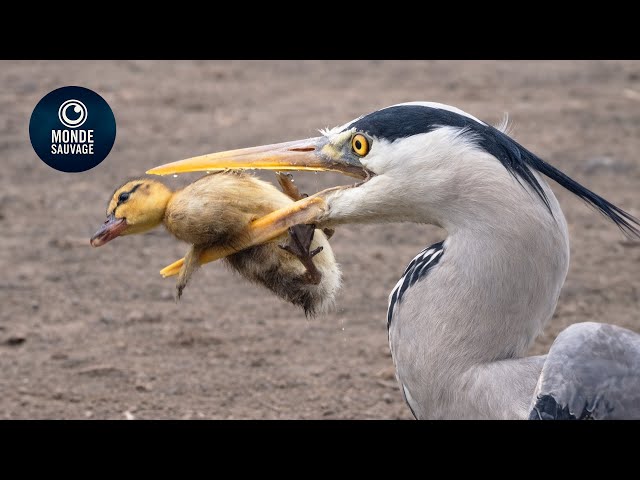 L'attaque De Rapace La Plus Incroyable Jamais Filmée Au Monde | Animaux Sauvages