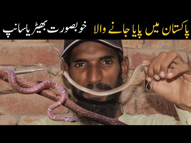 Snake of Jhang - Common wolf snake documentary 