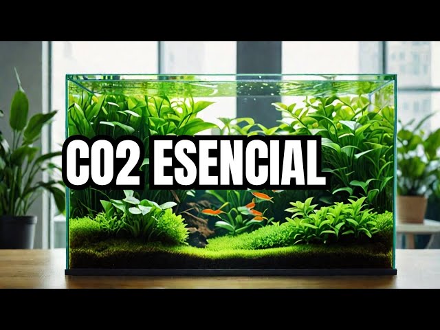 🌿 ¿Necesitas CO2 para un ACUARIO PLANTADO ESPECTACULAR? 💧 (¡Respuesta + Alternativas Low Tech!)