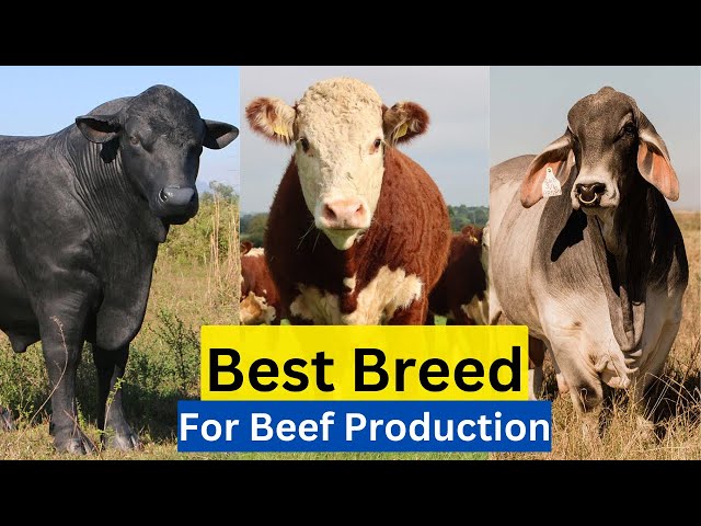 Top 5 Best Cattle Breed For Meat In The World