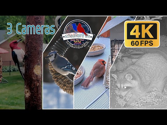 🔴LIVE Illinois Bird Feeder Stream w/ Merlin ID & Critter's in 4K 60fps (56 Species Observed)