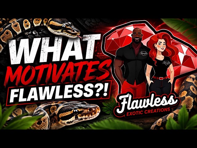 New Ball Python Breeders NEED to Hear This!