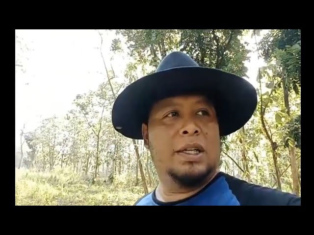 Berburu Bonsai DI Hutan