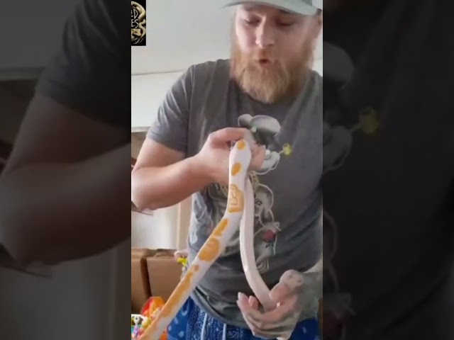 Bob clark unboxing 2026, albino pied burmese python!!!!