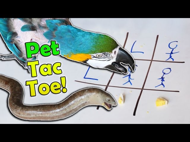 Playing Tic Tac Toe with our Exotic Pets!