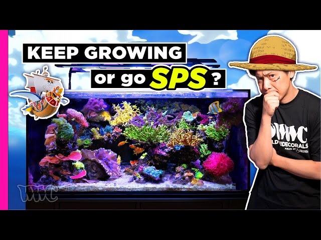 Mok-Yi Chow aka The Inappropriate Reefer-Unconventional Reef Keeping Adventures