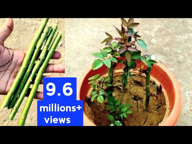 How To Grow Rose From Cuttings | Rose Cutting Growing Tips