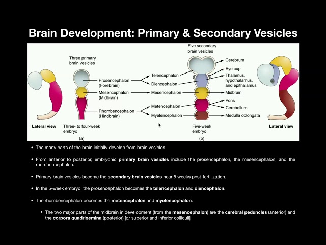 Anatomy | Basics of CNS Development from Primary & Secondary Vesicles