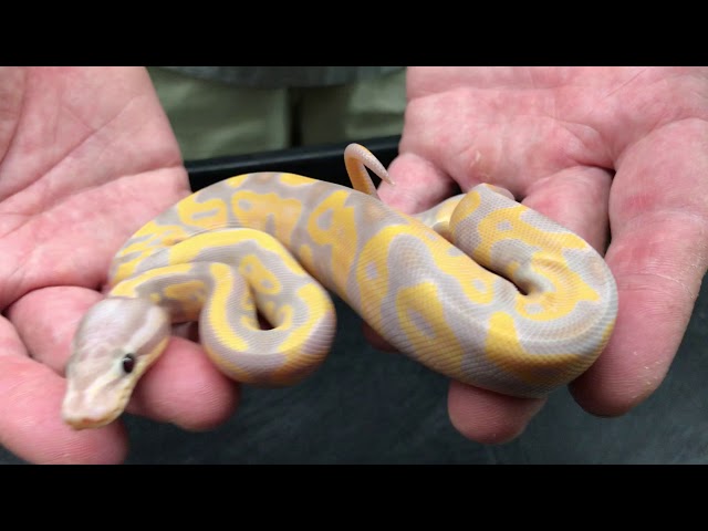 Awesome baby Ball Pythons  Bananas, BELs and Clowns from the 2019 hatching season!