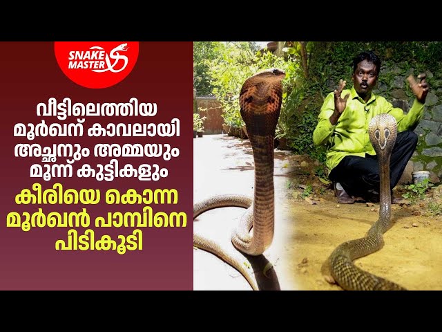 കീരിയെ കൊന്ന മൂർഖൻ പാമ്പിനെ പിടികൂടി | Vava Suresh | Snakemaster 1143