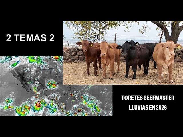 P394 Dos temas: Las lluvias en 2026 y Beefmaster al cierre del estiaje.