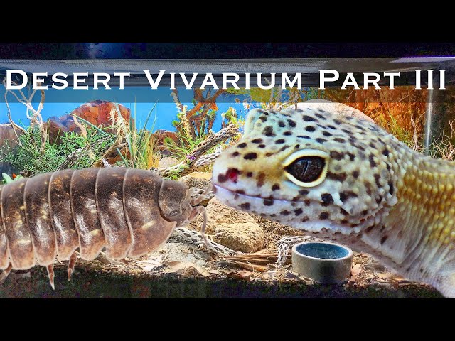 Bioactive and Enriched Desert Vivarium Part III: Plants and Clean-up Crew Updates