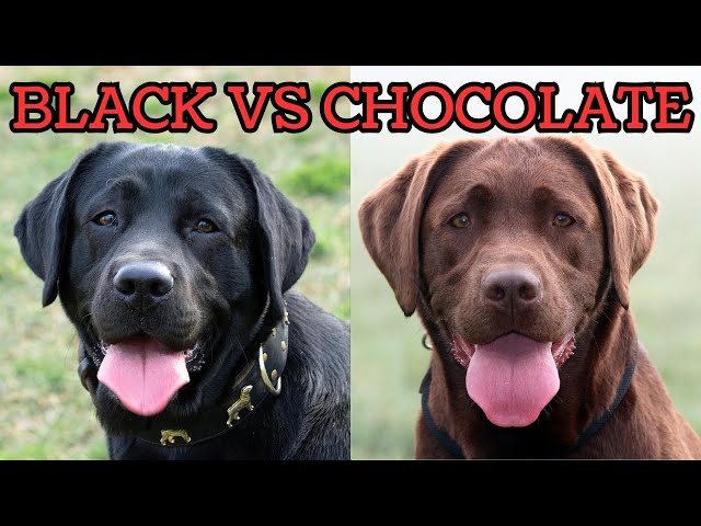 Labrador negro vs. Labrador chocolate: las sorprendentes diferencias