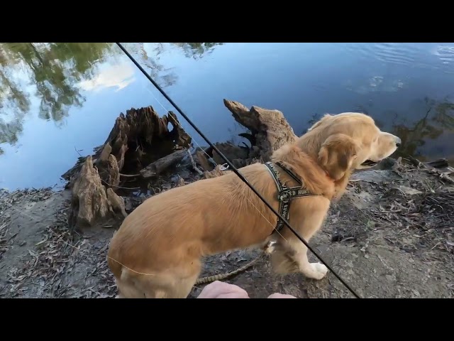 ripping lips on redear shellcracker # golden retriever fishing # JB #redear sun fish