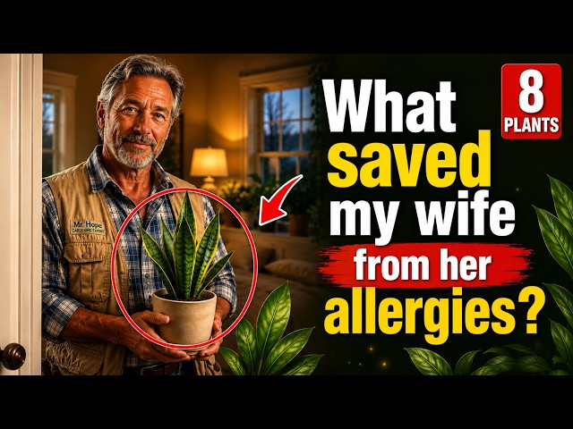 My Wife Had Allergies So Bad She Couldn't Sleep — These 8 Houseplants Changed Everything