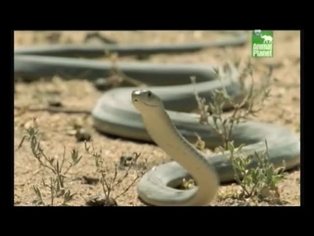 Austin Stevens - Snakemaster - In Search of the Black Mamba (Only short clip)