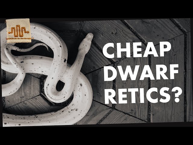 Dwarf Retics on a BUDGET? THE SUPERDWARF SHOW