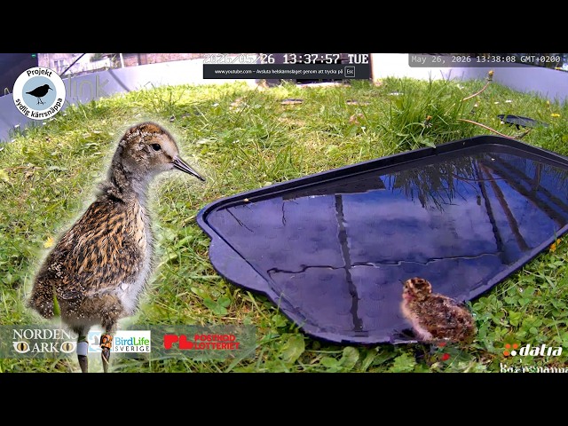 Dunlin chicks - live from the Southern dunlin project