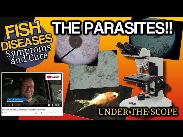 Fish parasites under the microscope Ich Trich Costia Chilodonella Flukes and Argulus