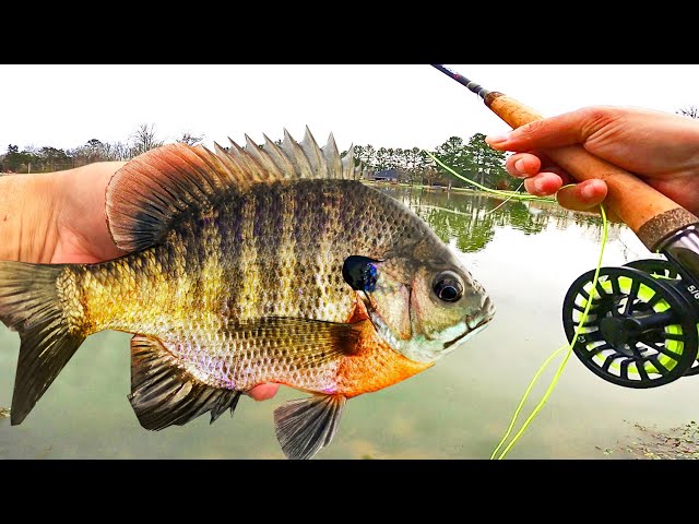 Fly Fishing for BIG BLUEGILL! (Panfish on the Fly Rod)