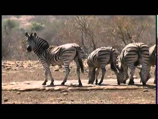 African Wildlife 4
