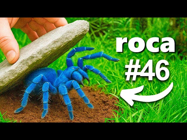 Volteé 100 Rocas en la Selva, Esto Fue lo Que Encontré
