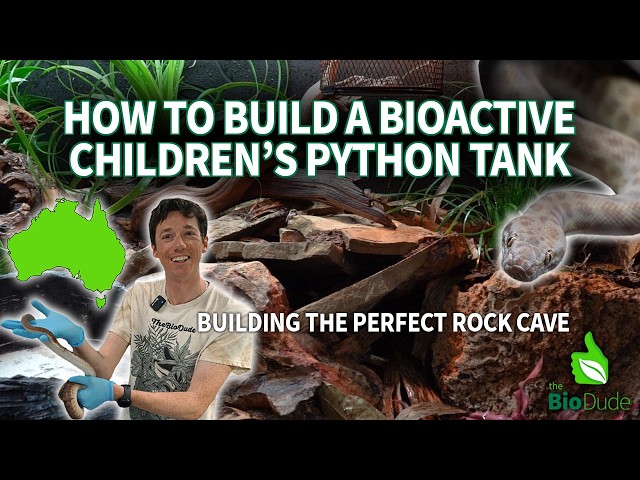 How to Build a Bioactive Children's Python Terrarium