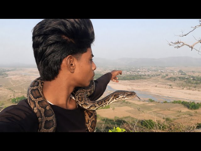🇮🇪Indian python snake#likeandsubscribe 