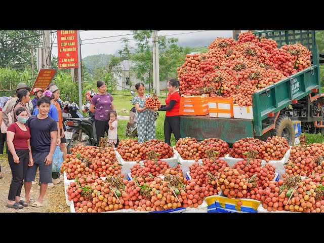 138--Days Use Truck To Transport Lots of Lychee, Longans, Jackfruit,... Go To Market Sell