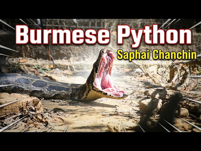 Burmese Python (Saphai) chanchin | #python #mizoram #rul