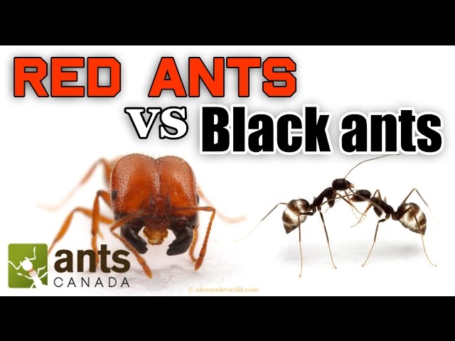 WHO WINS: RED ANTS VS BLACK ANTS