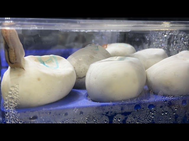 Check out these Ball Pythons Hatching right out of the egg! 