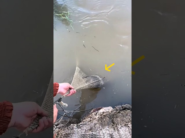 The coconut got caught in its net. #shortvideo
