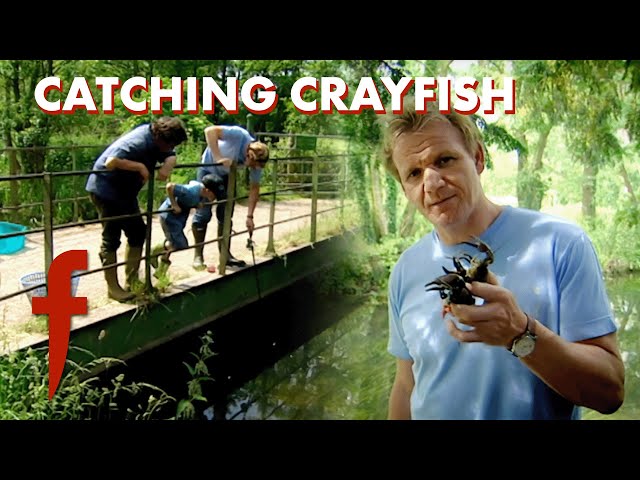 Pub-Landlord's Lessons: Gordon Catches & Cooks American Crayfish 🦞 | The F Word