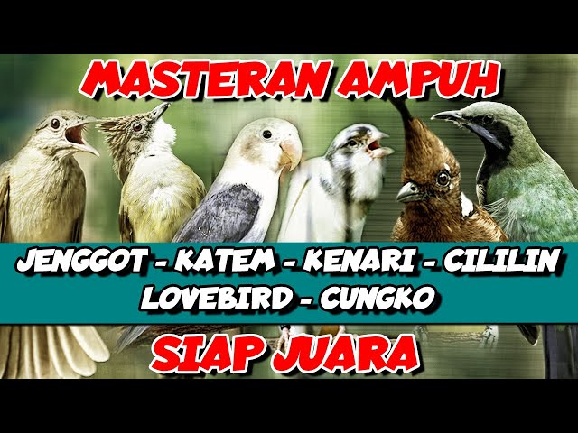 MASTERAN AMPUH ‼️KOMBINASI MASTERAN MEWAH UNTUK MURAI BATU | TEMBAKAN KASAR NGEROL PANJANG