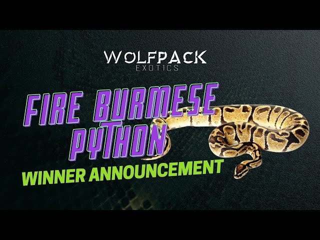 FIRE BURMESE PYTHON Winner Announcement LIVE