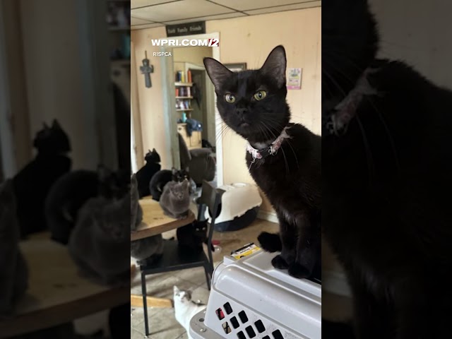 40 animals seized from Central Falls building connected to woman’s death