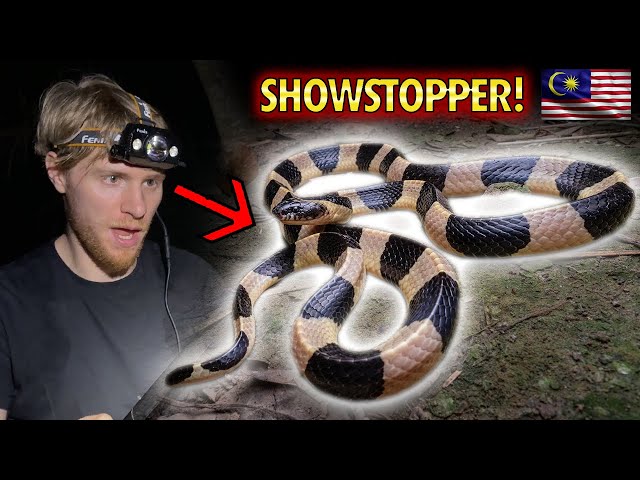 DEADLY Banded Krait, CARTWHEELING SNAKE & lots of Pit Vipers