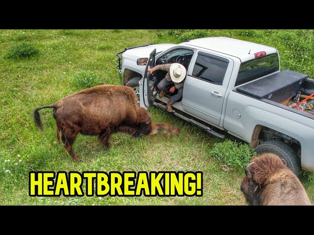 We Left the Ranch and This Happened! Our Bison Cow Had...