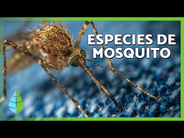 TYPES of MOSQUITOES 🦟🔍 Learn about the SPECIES that BITE and how to avoid their BITES
