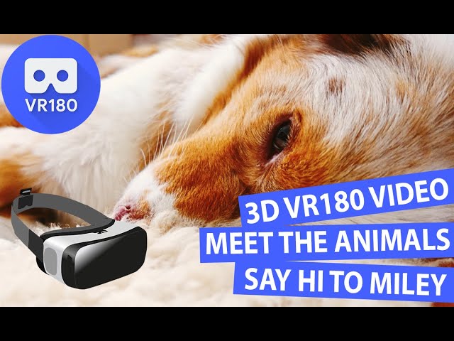 3D Meet the Animals - Say Hi to Miley the Cutest Dog in 3D VR180