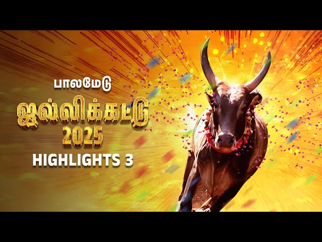 அவனியாபுரம் ஜல்லிக்கட்டு 2025 | Jallikattu 2025 | பாலமேடு 3 | Popular Tamil Nadu Festival @zeetamil