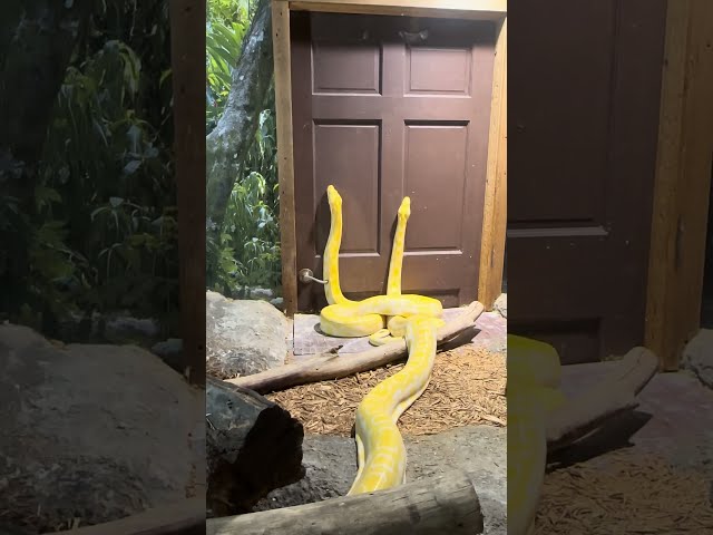 Happy Thanksgiving!! | 2 Huge Albino Burmese Python Snakes | Branson's Wild World | Branson Missouri