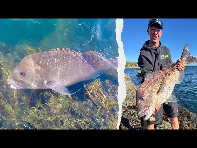 Winter Rockfishing - Big Snapper, Kingfish, Trevally and Kahawai