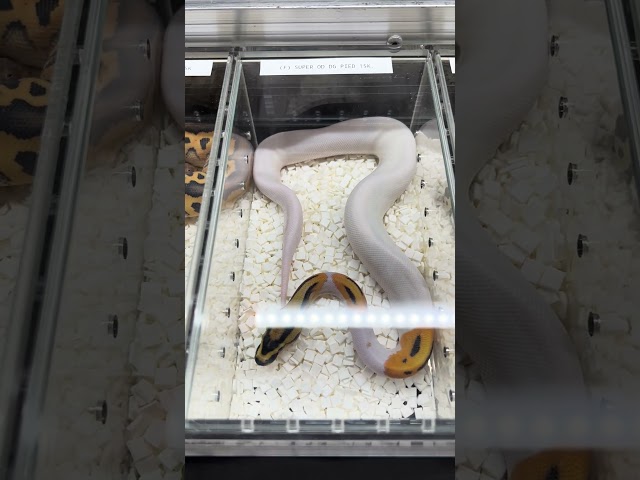 😍😍😍 #pets #ballpython #wildlife #animals #reptiles #snake #shorts #fyp #viral