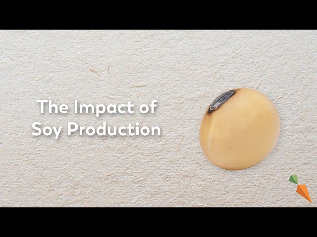 Soy Production | The Second Largest Driver of Deforestation