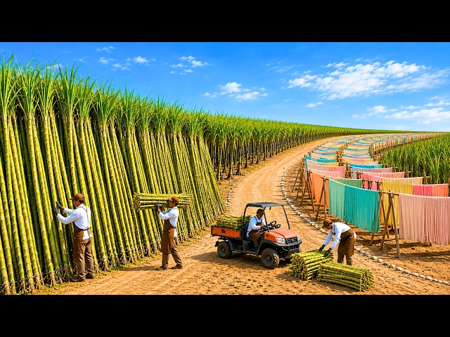 How Millions of Sugarcane Become Soft Clothes | Full Factory Process