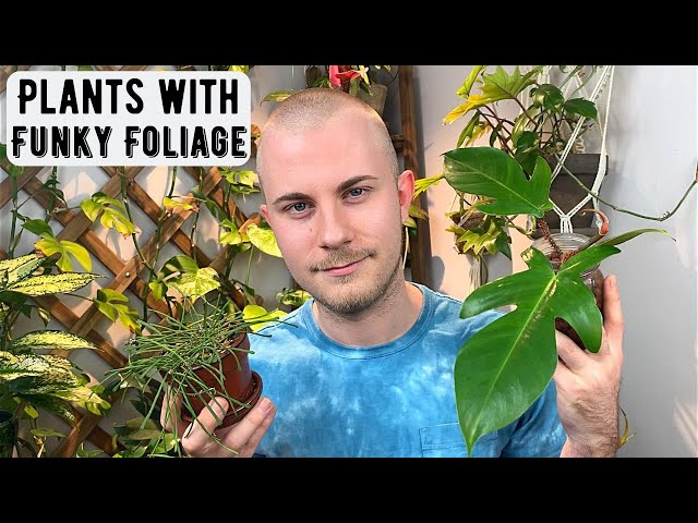 Houseplants With Funky Foliage