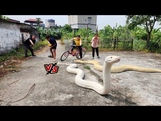 Experts bravely track down a giant python.