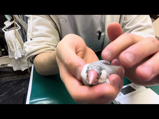 10. Examination and treatment of Toko-chan, a silver Java sparrow